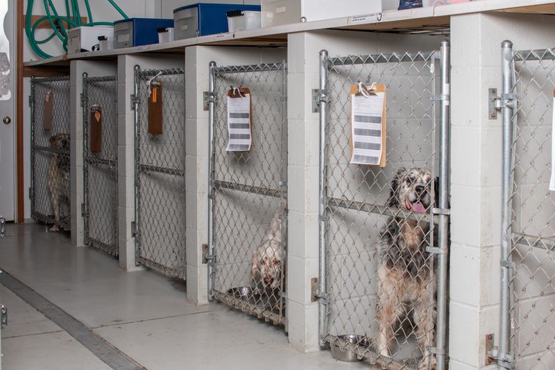 Trusted Cat and Dog Boarding Services Companion Animal Clinic Ames